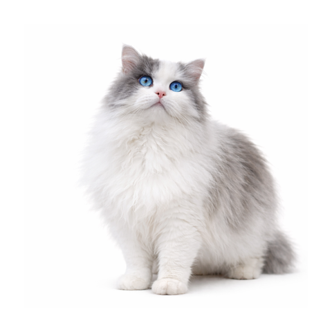 Floki Jr., a bi-color blue Ragdoll