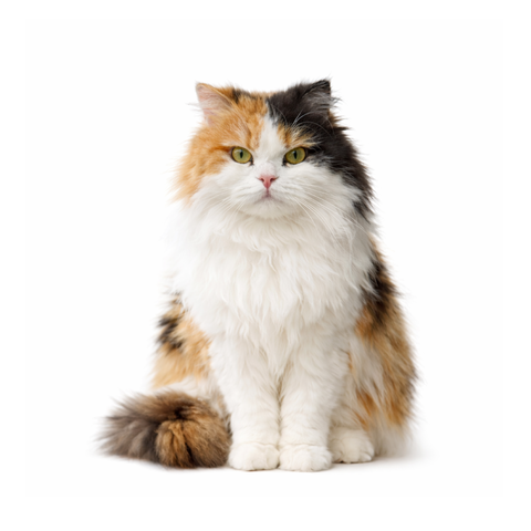 Harley, a tri-color Scottish Fold
