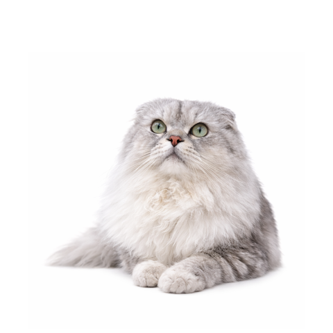 Levi, a silver Scottish Fold