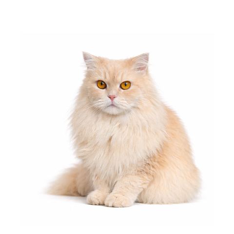 Pancake, a beige Persian