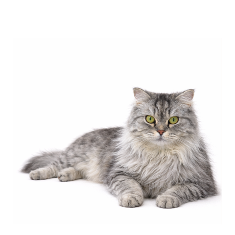 Pluto, a silver-tabby British Longhair