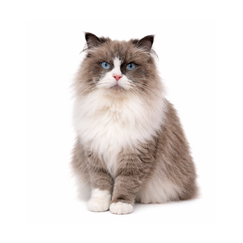 Bono, a bi-color blue Ragdoll