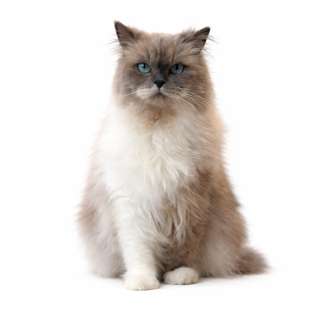 Nala, a blue point Ragdoll