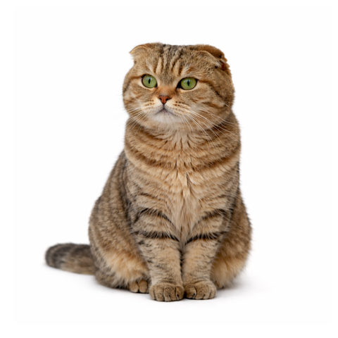 Cinnamon, a black and gold Scottish Fold