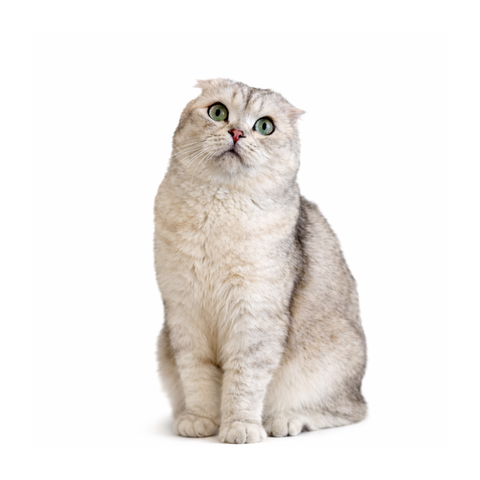 Coconut, a silver-shaded Scottish Fold