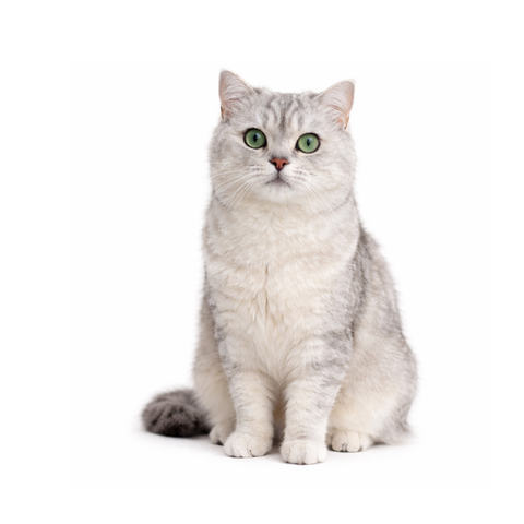 Popcorn, a silver-shaded Scottish Straight
