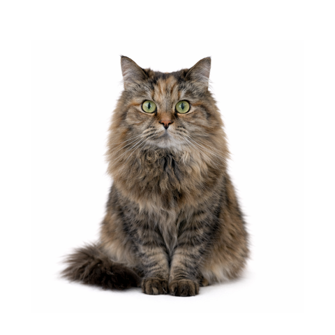 Matcha, a calico Siberian