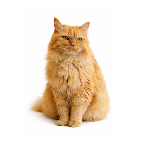 Sushi, an orange Siberian