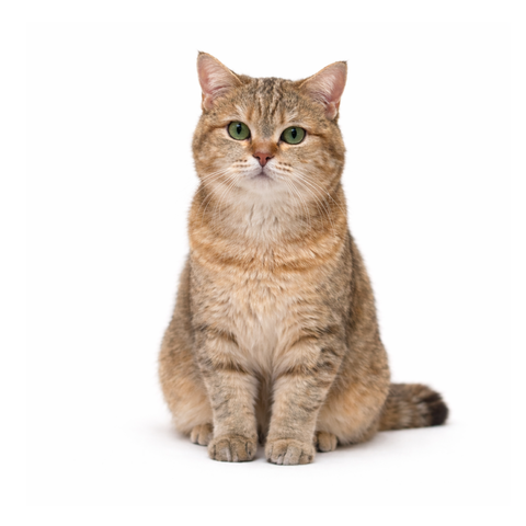 Biscuit, a golden Scottish-British mix