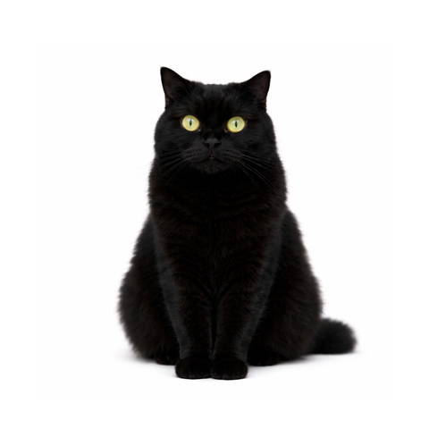 Namle, a black Scottish Straight
