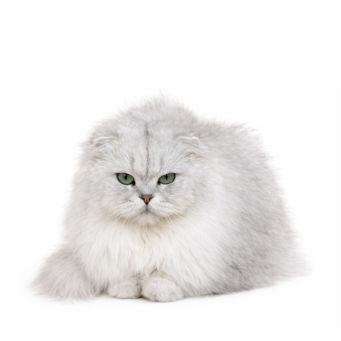 Pompom, a grey Scottish Fold