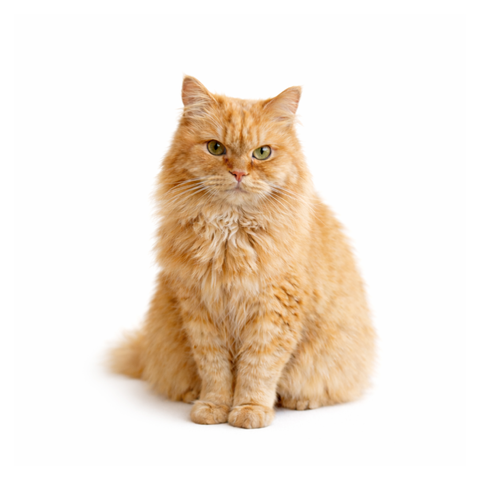 Hamtaro, an orange Siberian