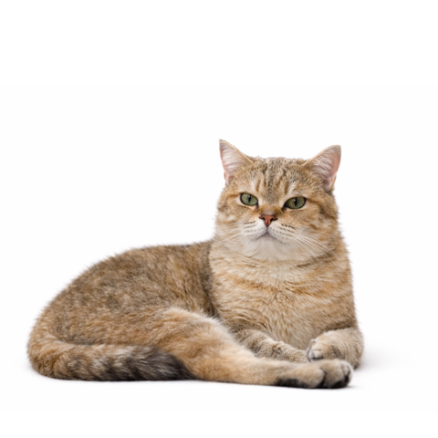 Gojo, a golden Scottish-British mix