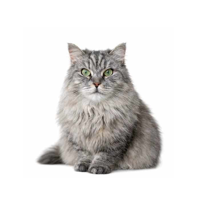 Ninja, a resident cat for adoption at vibrissae cat cafe