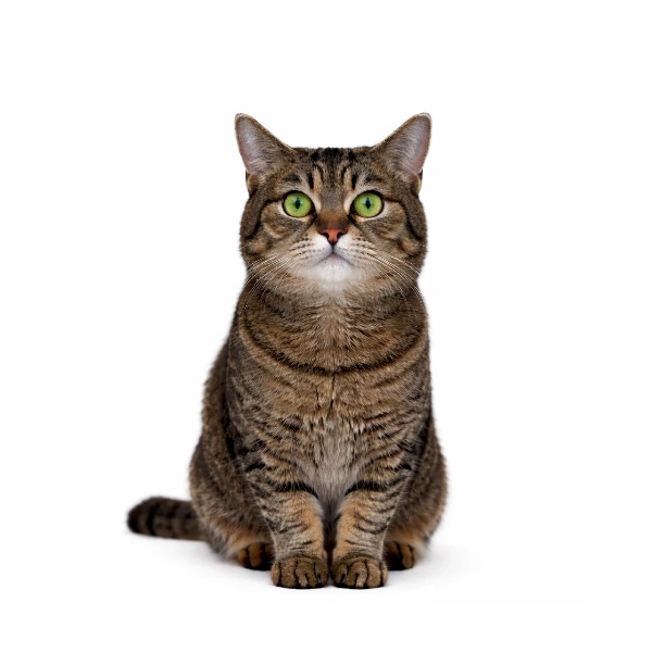 Lily, a resident cat for adoption at vibrissae cat cafe