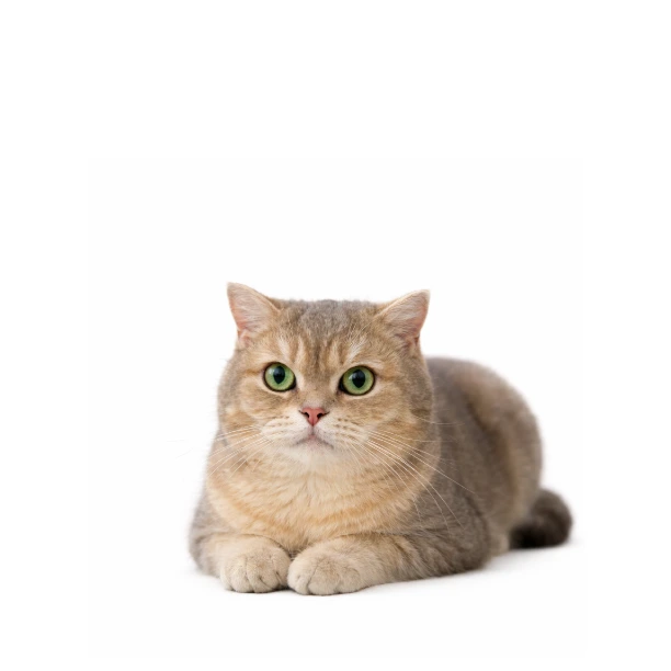 Bunny, a resident cat for adoption at vibrissae cat cafe