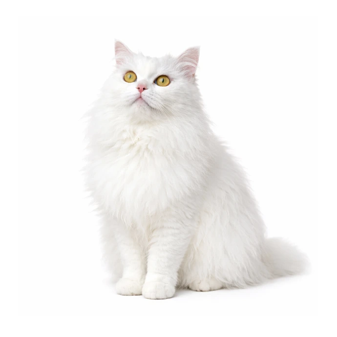 Bianca, a resident cat at Vibrissae Cat Cafe Dubai