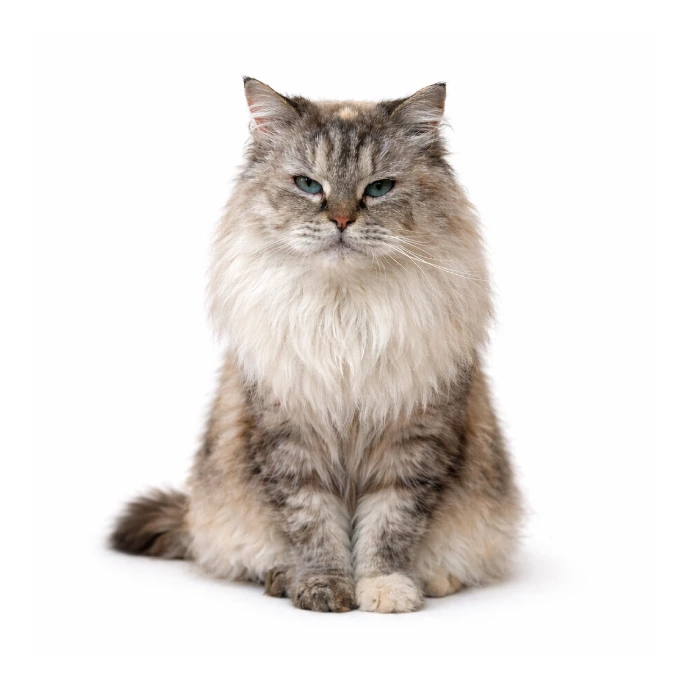 Mocha, a resident cat at Vibrissae Cat Cafe Dubai