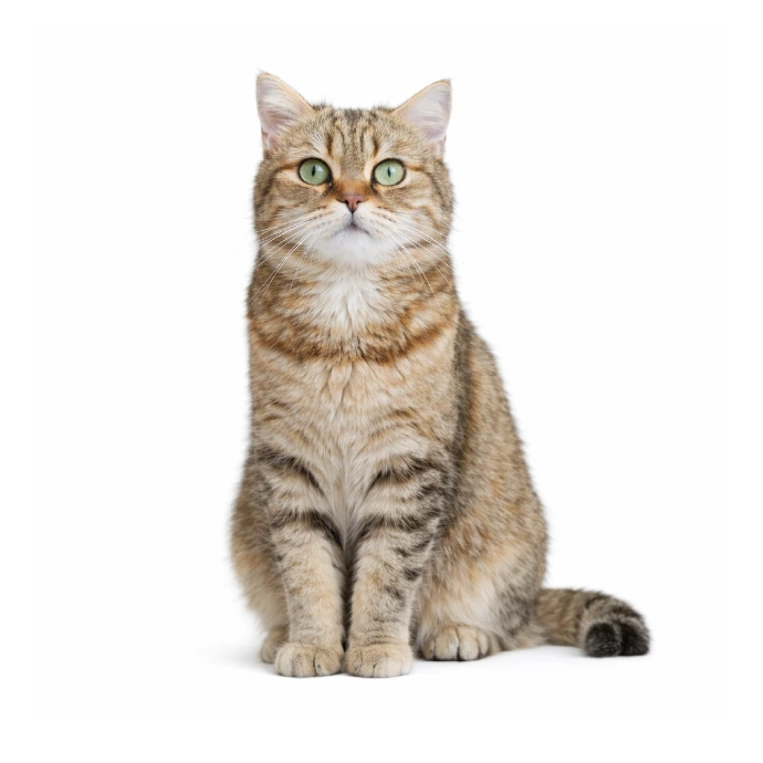 Boy, a resident cat at Vibrissae Cat Cafe Dubai