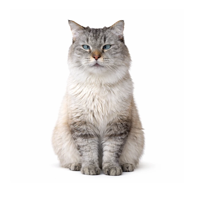 Klaus, a resident cat at Vibrissae Cat Cafe Dubai